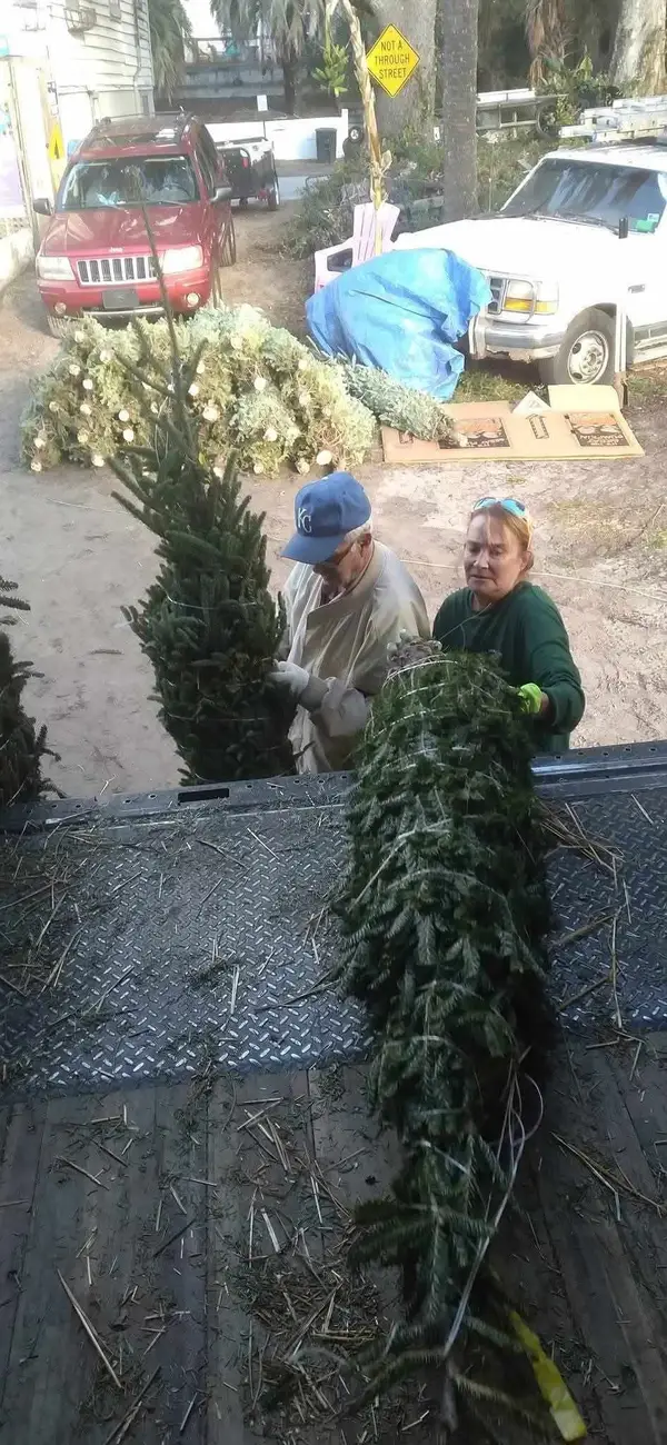 Andy loading a Christmas tree over a fence for a customer